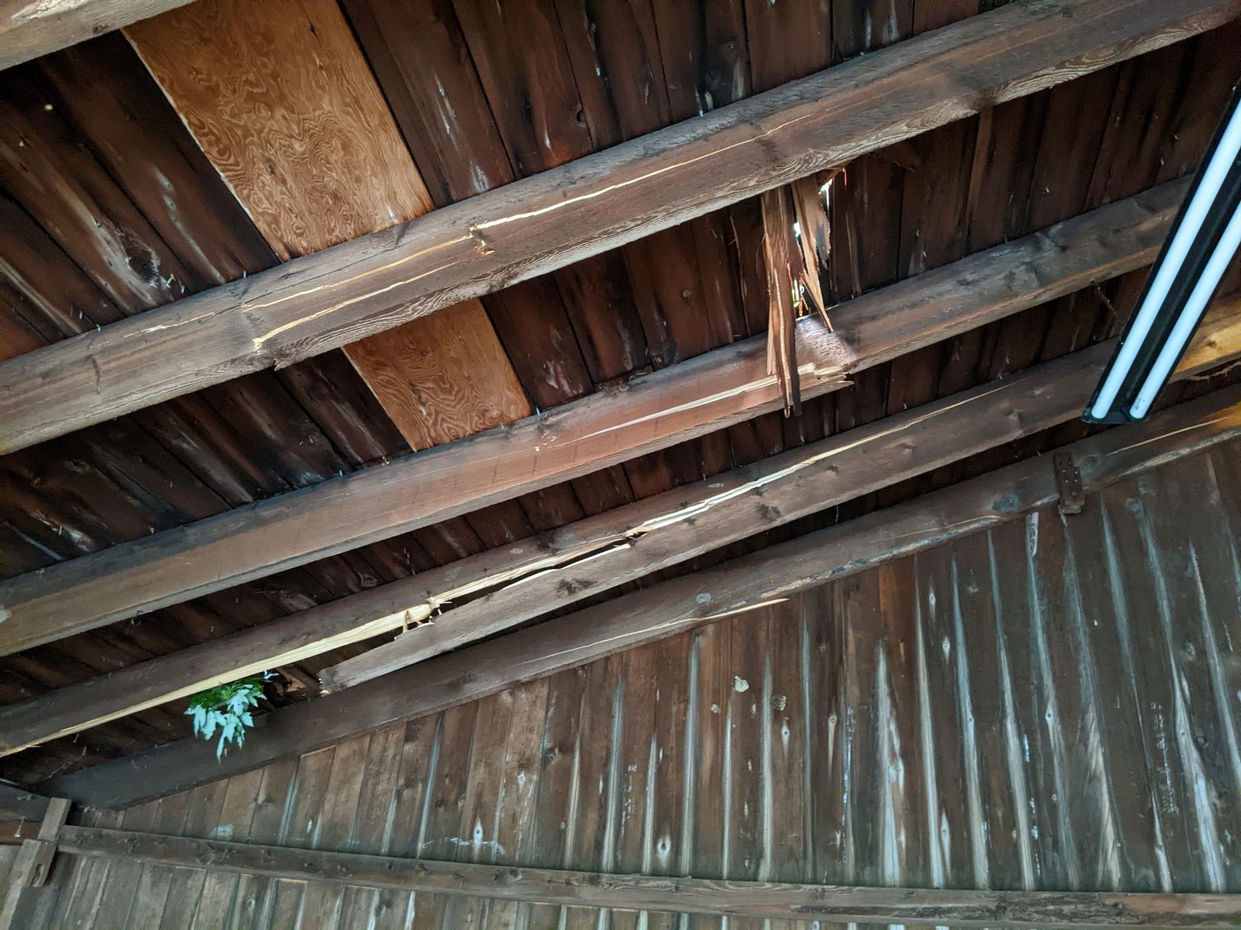 Underside of a roof deck with exposed boards during a wood decay repair